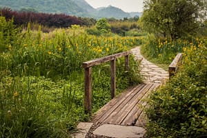 Coloring path with fence and lots of greenery