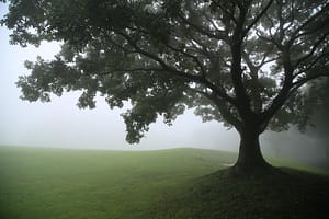 Stress relaxing view of tree and grass